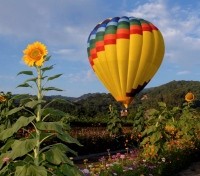 Hot Air Balloon over Napa Valley